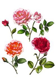 Bild von d-c-fix Spirit Flow Painted Roses