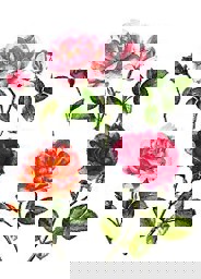 Zeige Details für d-c-fix Spirit Flow Painted Roses Bild von d-c-fix Spirit Flow Painted Roses