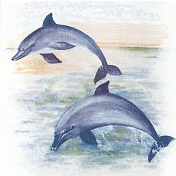 Bild von d-c-fix wall Blue dolphins